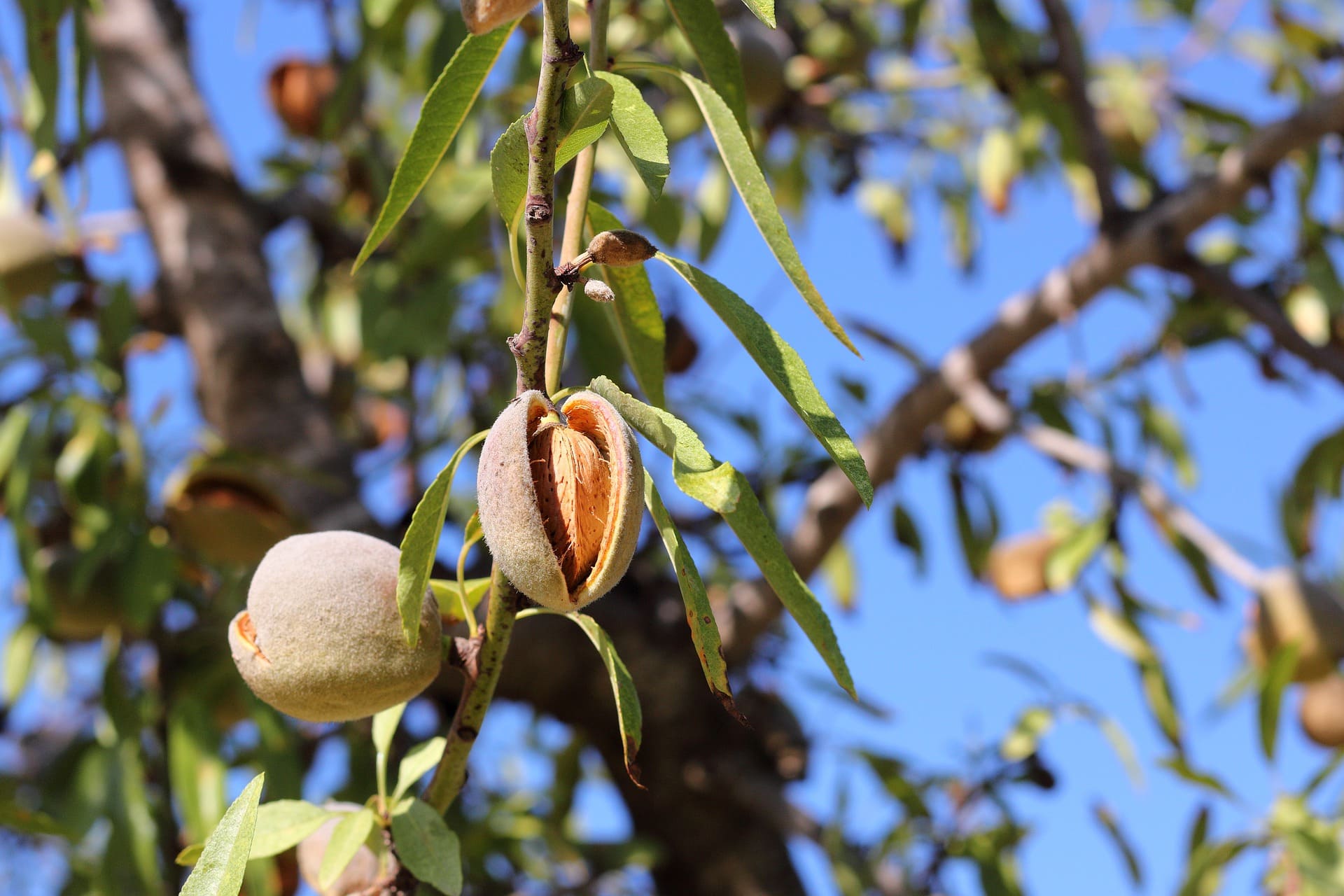 almonds 5349915 1920